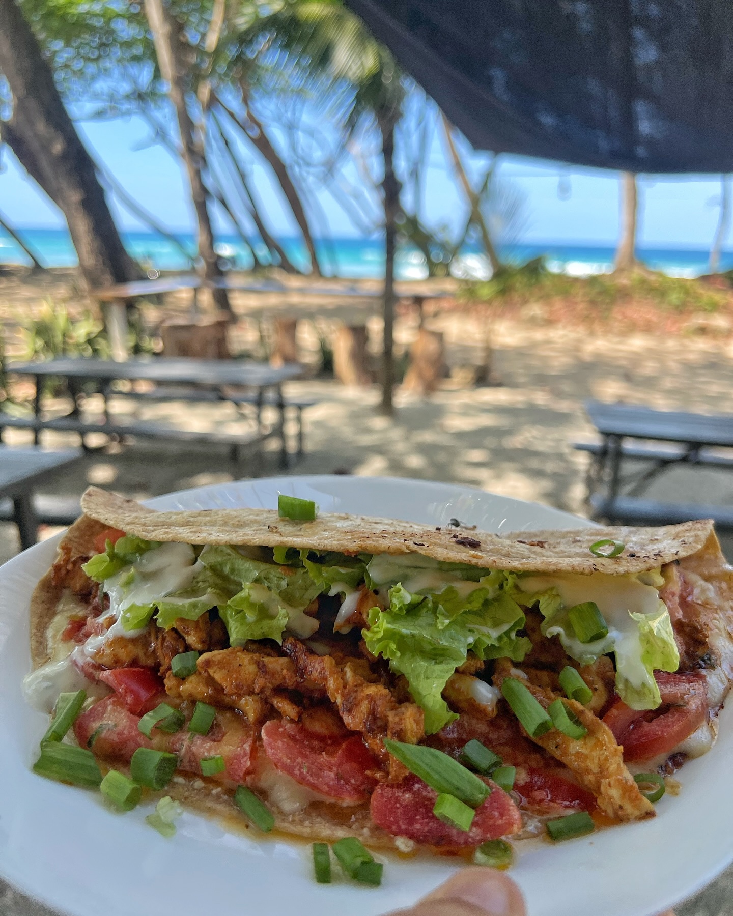 Bonsai gallery image 2