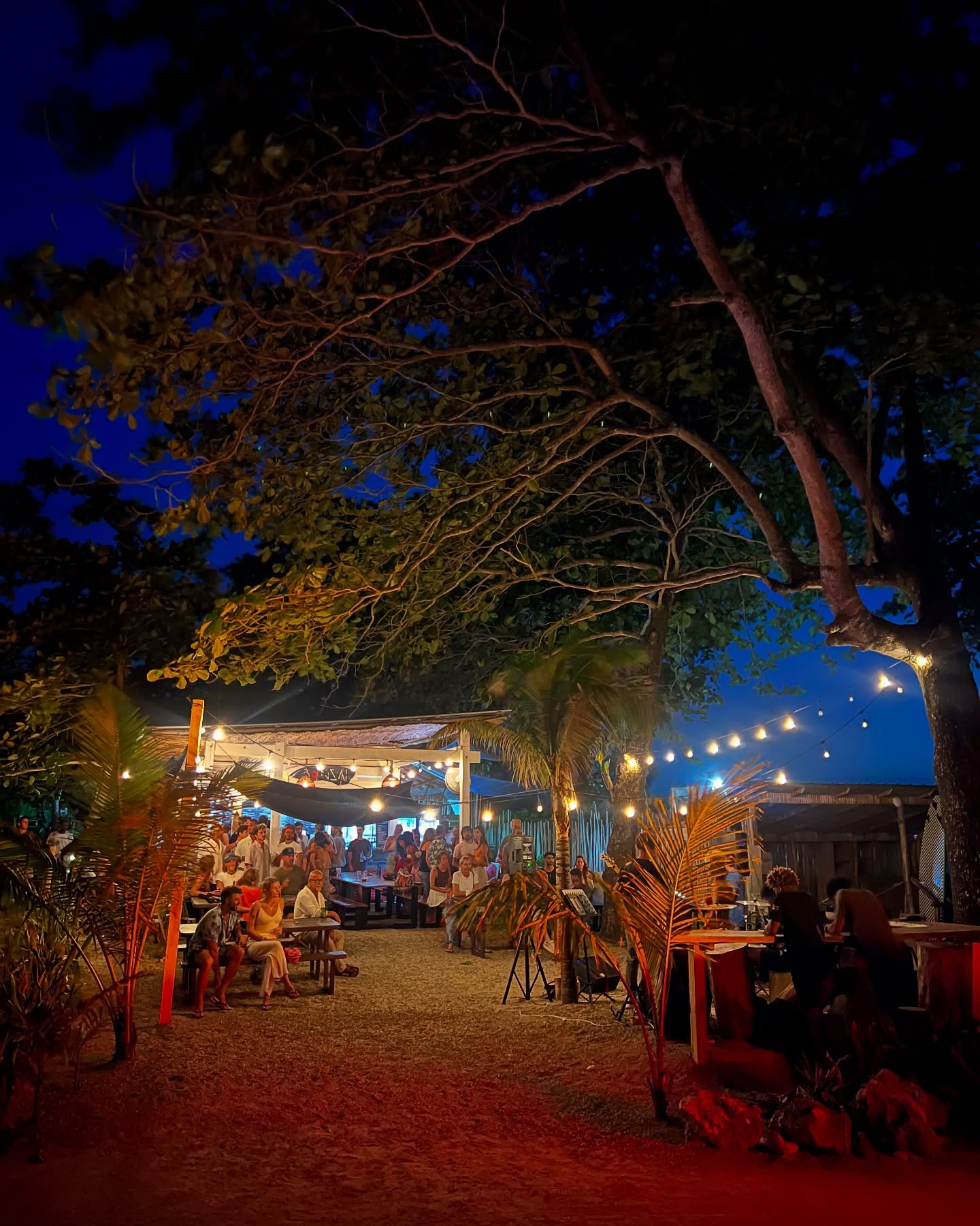 Bonsai gallery image 5